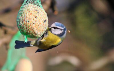 Wordt abonnee en ontvang 10 GRATIS MEZENBOLLEN