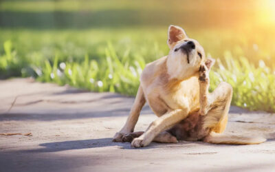Vlooien en teken, beter voorkomen dan genezen!