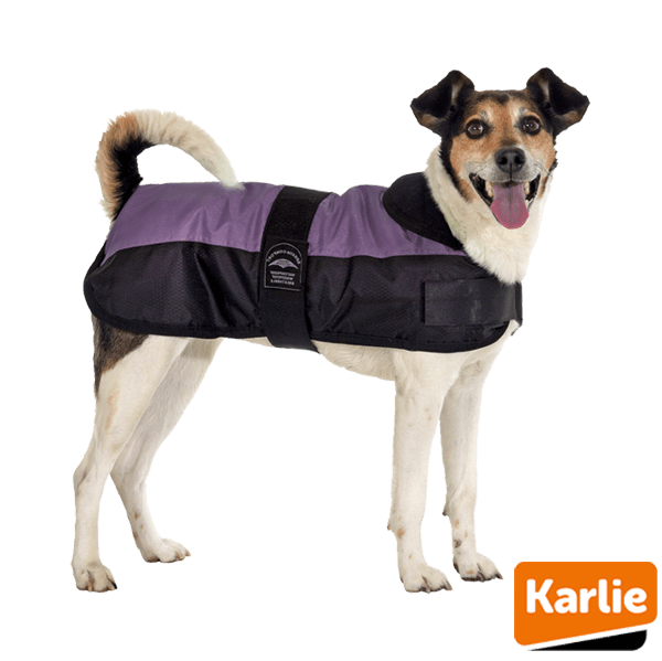 dog coat eisbar - Huisdiervoordeelshop, de goedkope dierenwinkel. goedkoop-hondenjas-hondenkleding
