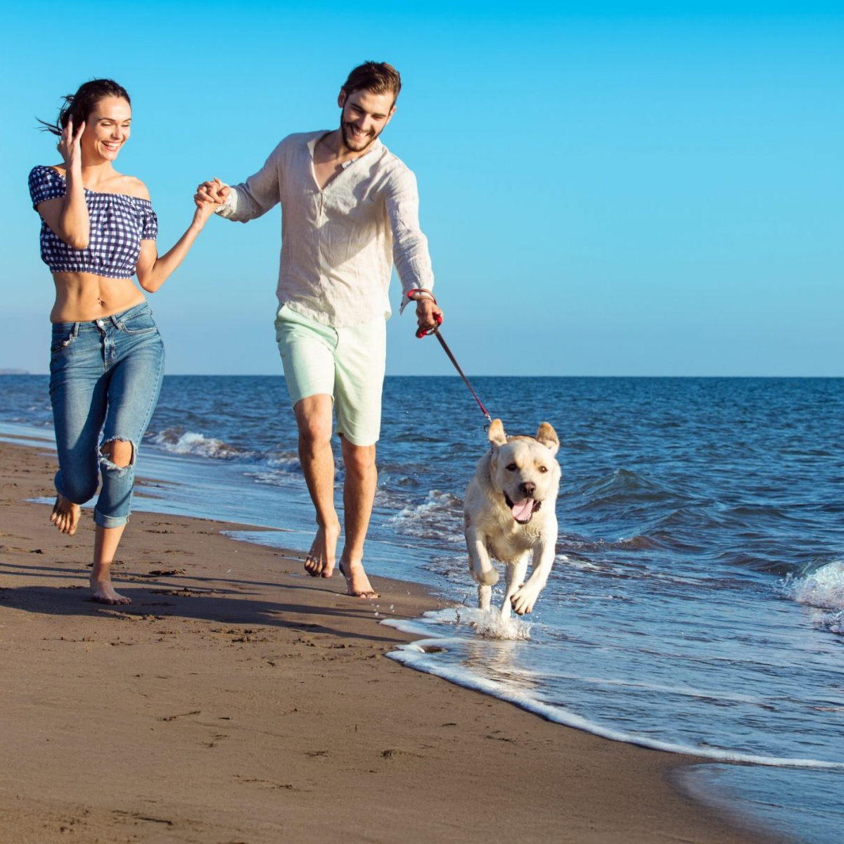 hond-strand-vakantie hond-vakantie-checklist-dierenwinkel
