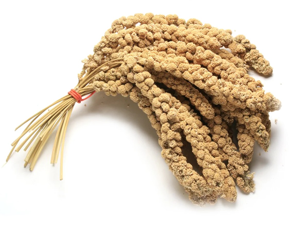 Trosgierst, goedkoop snoepzaad voor vogels